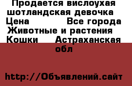 Продается вислоухая шотландская девочка › Цена ­ 8 500 - Все города Животные и растения » Кошки   . Астраханская обл.